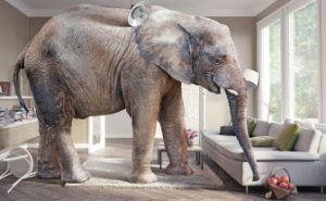 Elephant in the Room